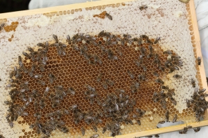 Honigvorräte im ehemaligen Brutnest